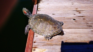 Отдыхающие заметили в Курортном озере Железноводска гигантскую «Железную» черепаху