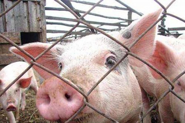 <i>Чума свиней обнаружена в Прохладненском районе</i>