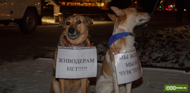 <i>Прокуратура Чечни потребовала запрета интернет-страницы с рекомендациями по убийству собак</i>